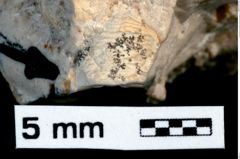 Foto (Detailansicht) von Discutiolira moesica (Muţiu & Bădăluţă, 1971) (NHMW-GEO-1990-0041-0503b)